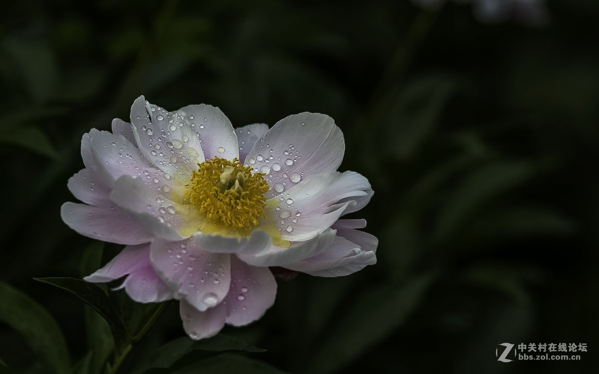 一组花卉贺新春