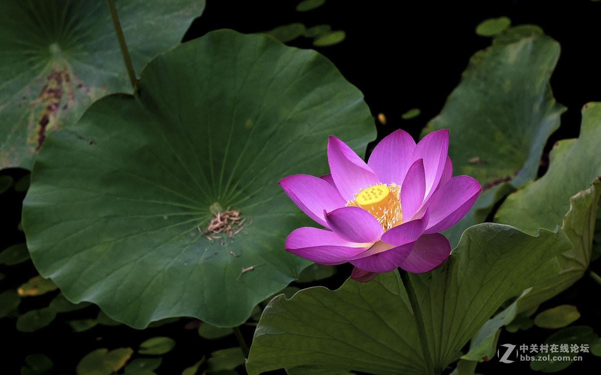 一组花卉贺新春