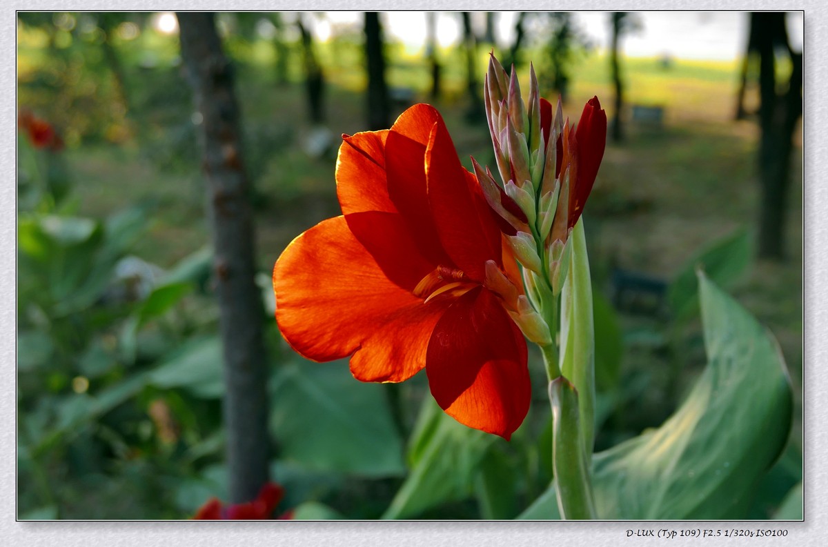 高速路上车内随拍夕阳红花
