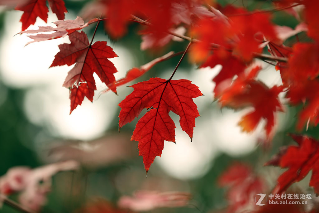 【枫叶】正红之二