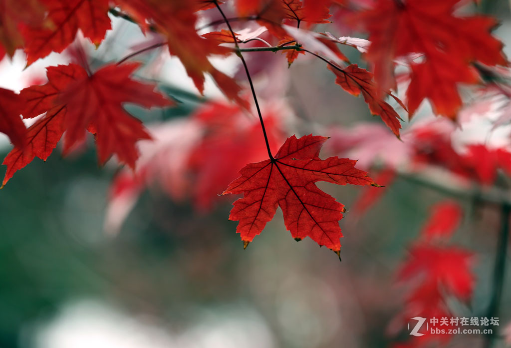 【枫叶】正红之二