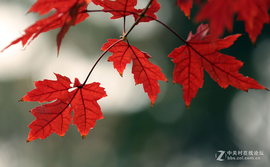 【枫叶】正红之二