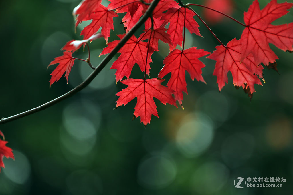 【枫叶】正红之二