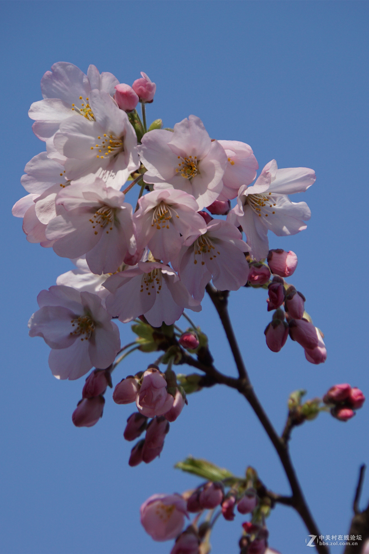 玉渊潭早樱花续