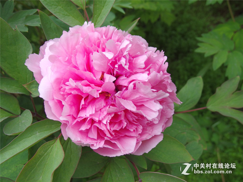 出个MX-1，出个威达28-210红圈（2016年6月9日镜头已出）（2016年11月7日MX-1已出）