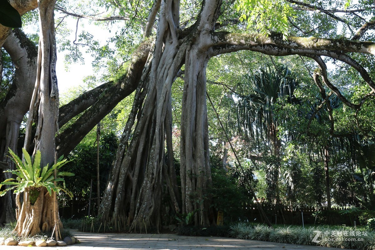 滇西行支畹町、瑞丽