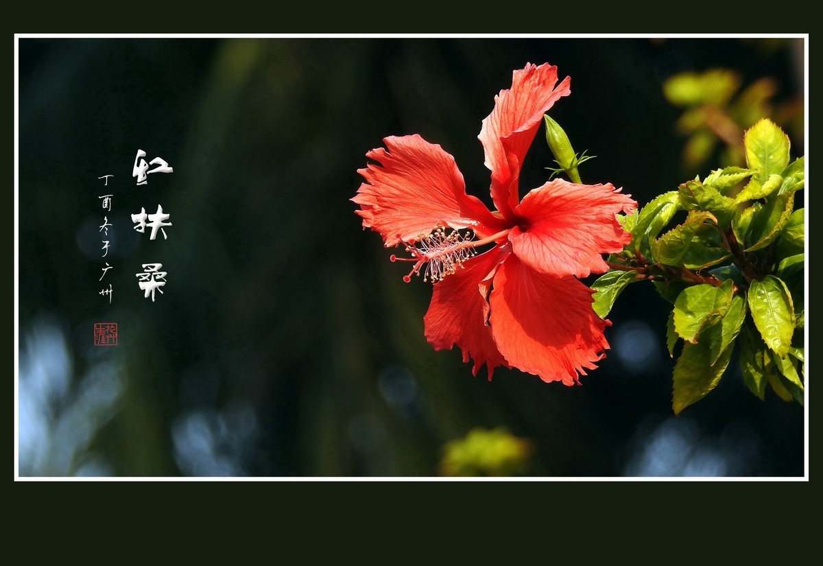红红火火的扶桑花