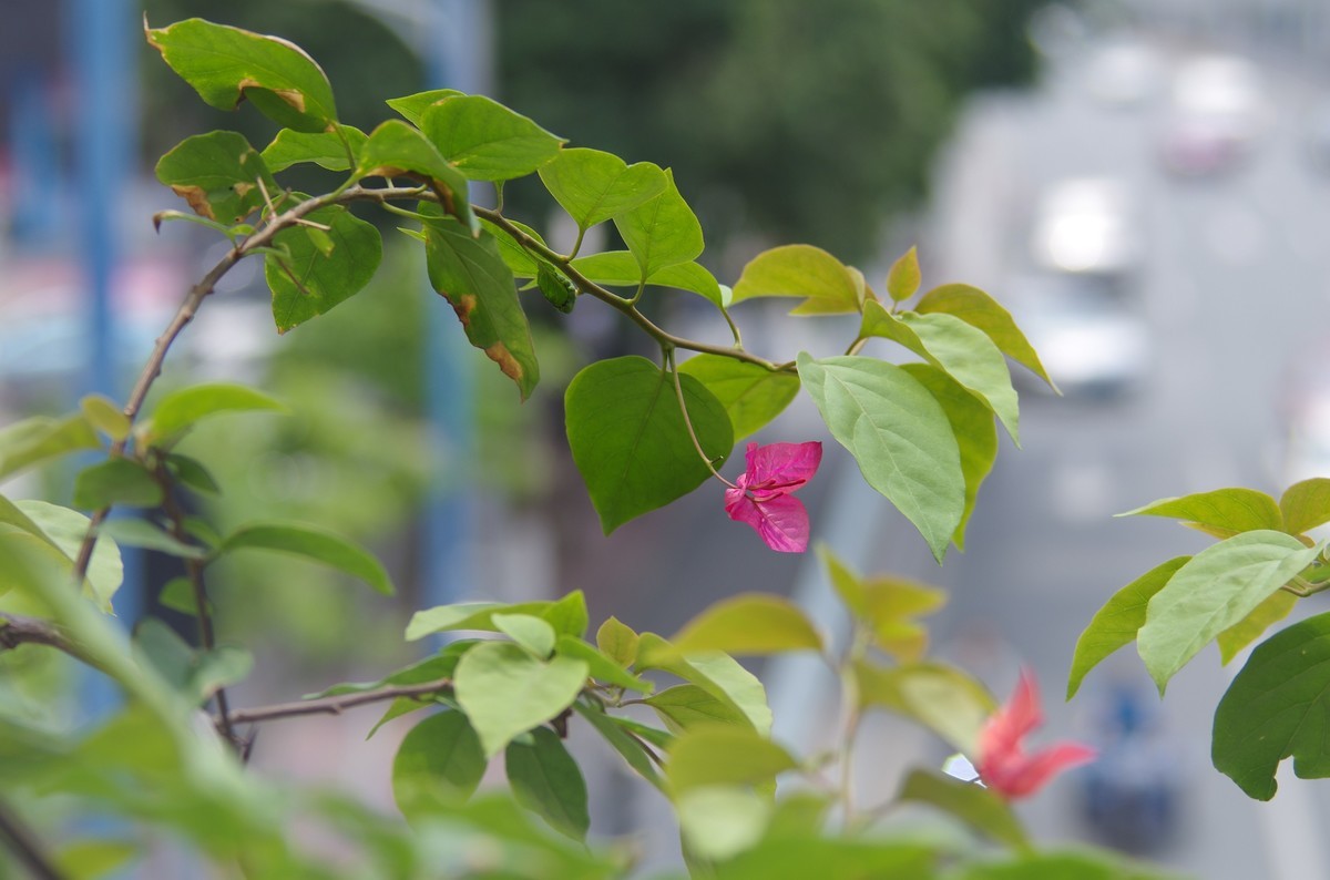 宾得FA80-320随拍