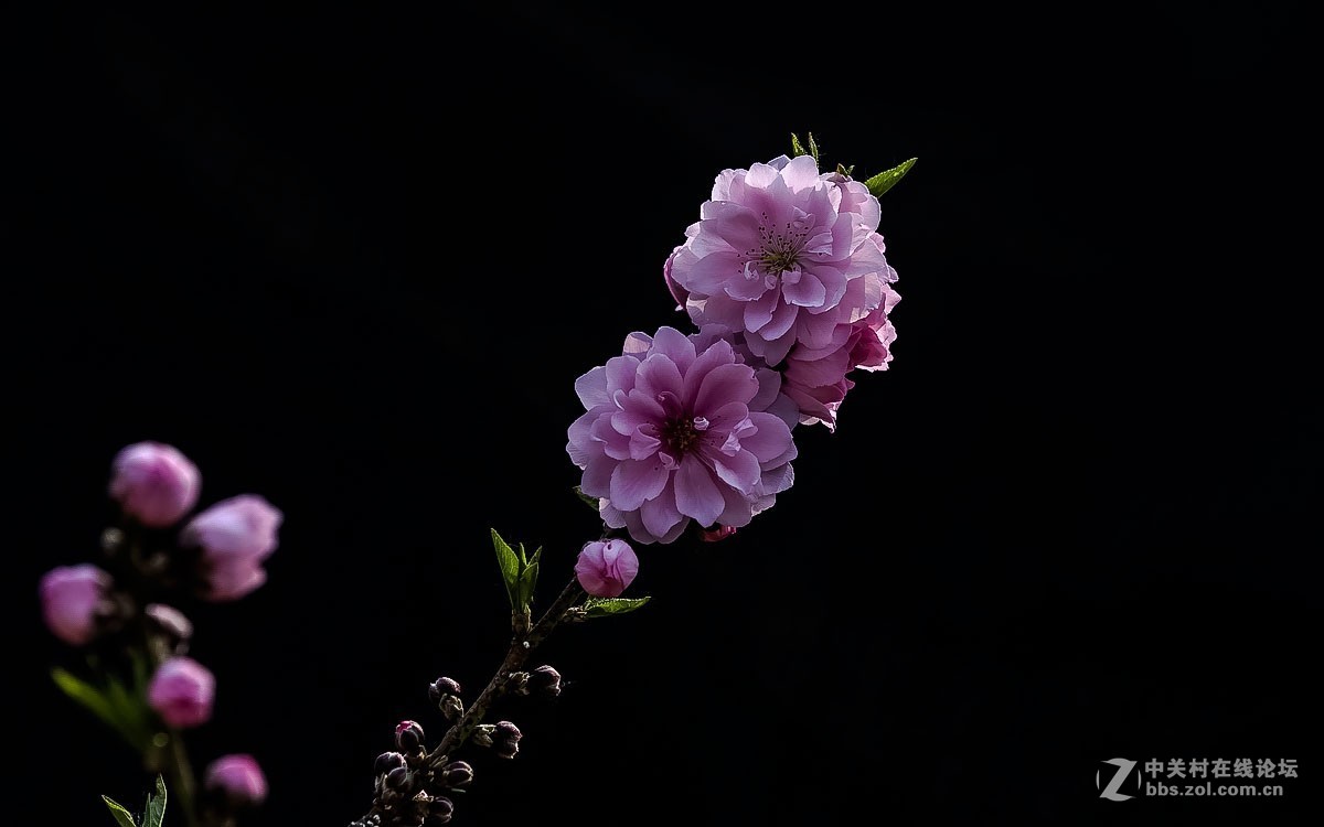 一组花卉贺新春