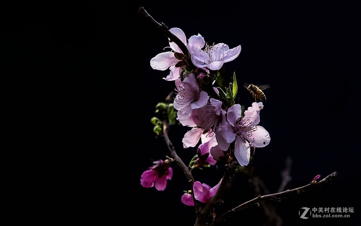 一组花卉贺新春