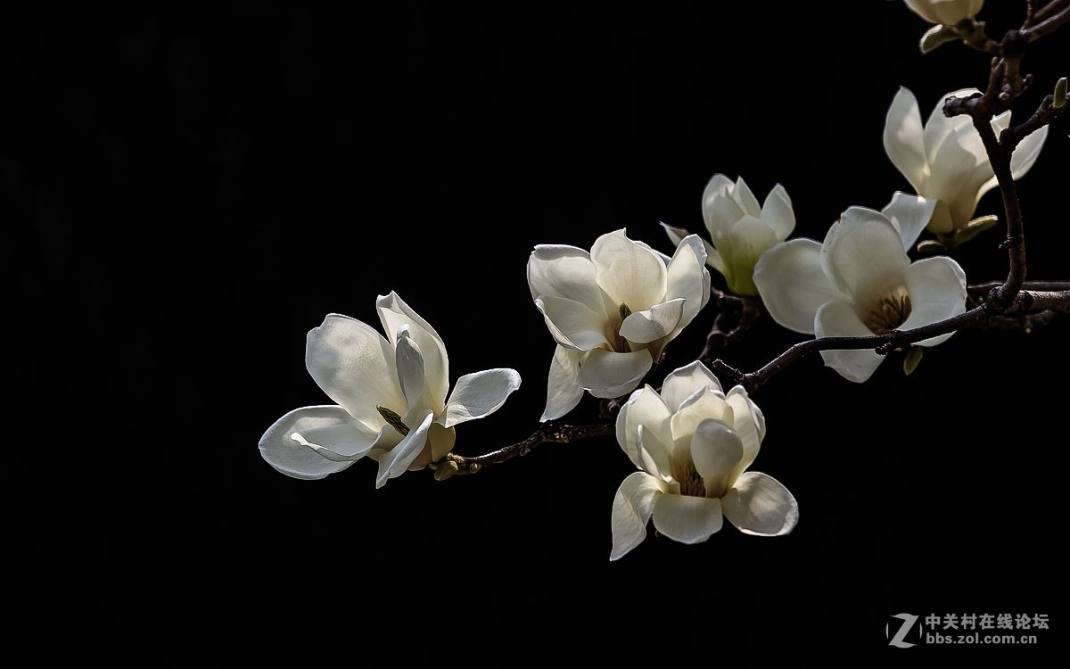 一组花卉贺新春