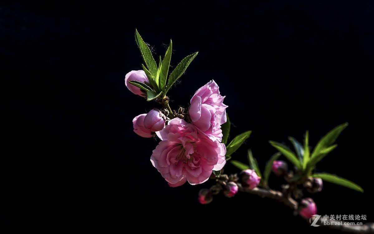 一组花卉贺新春