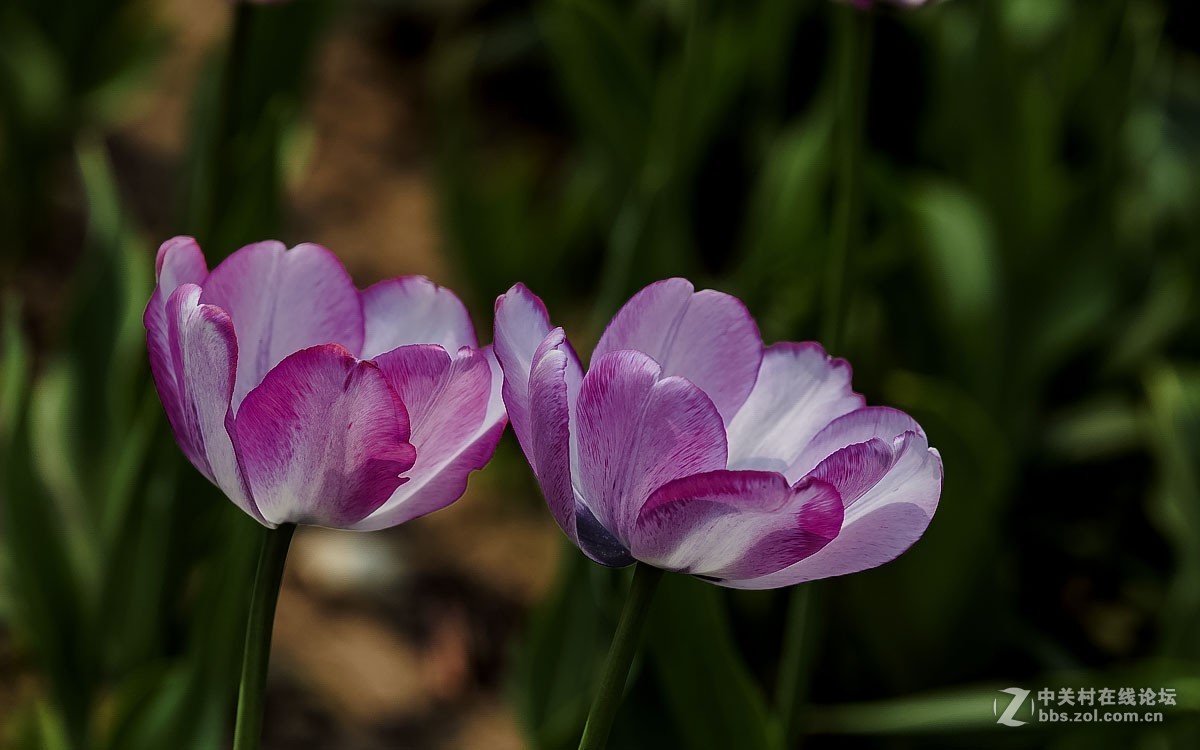 一组花卉贺新春