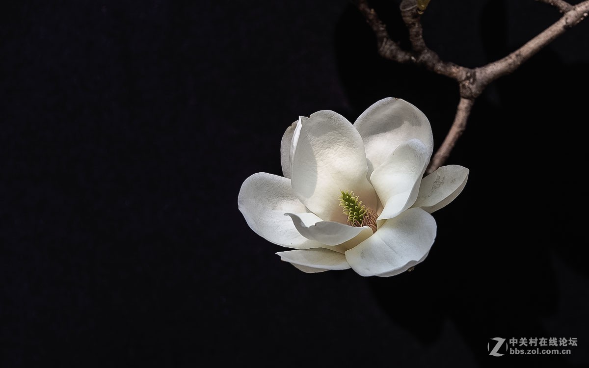 一组花卉贺新春