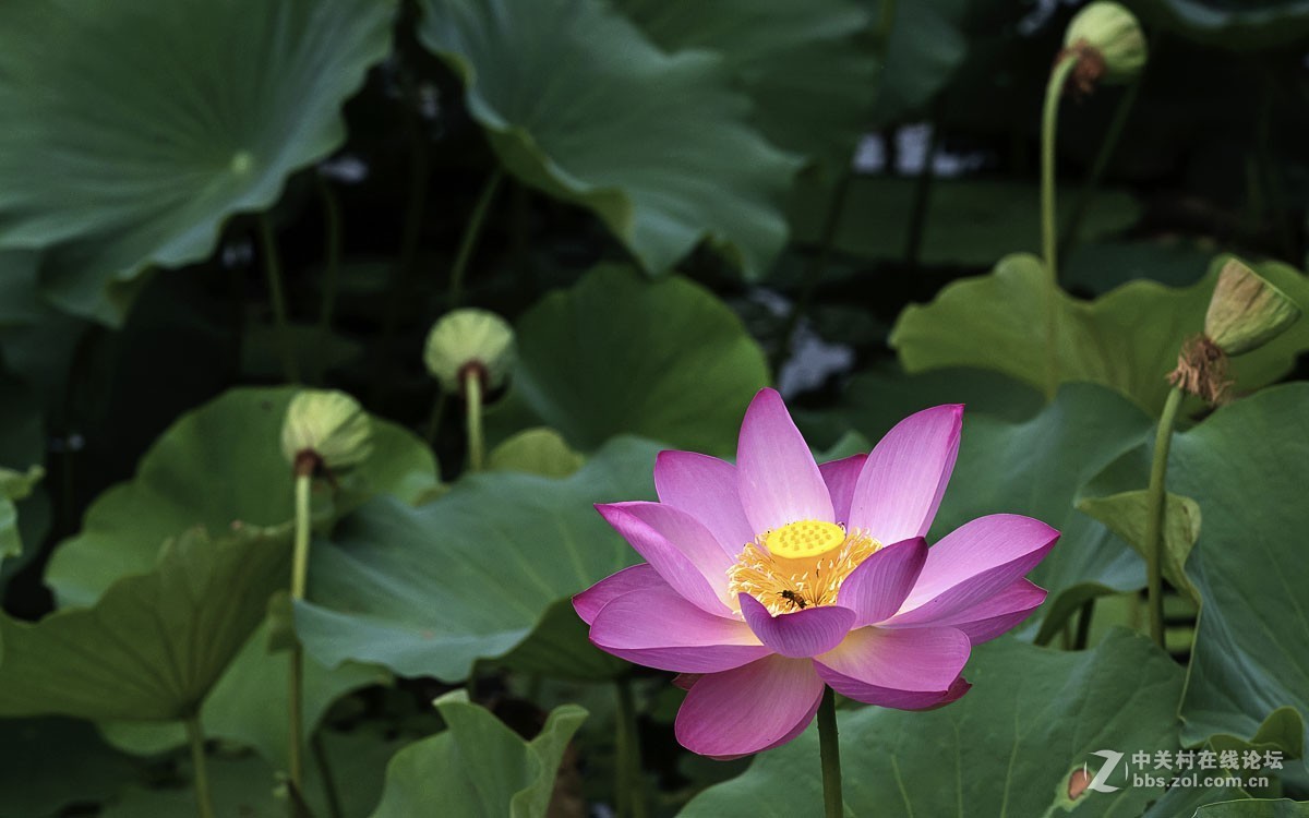 一组花卉贺新春