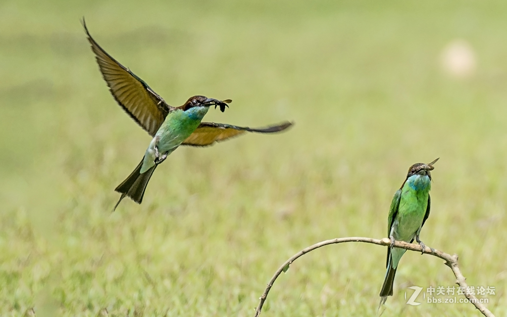 一组蓝喉蜂虎