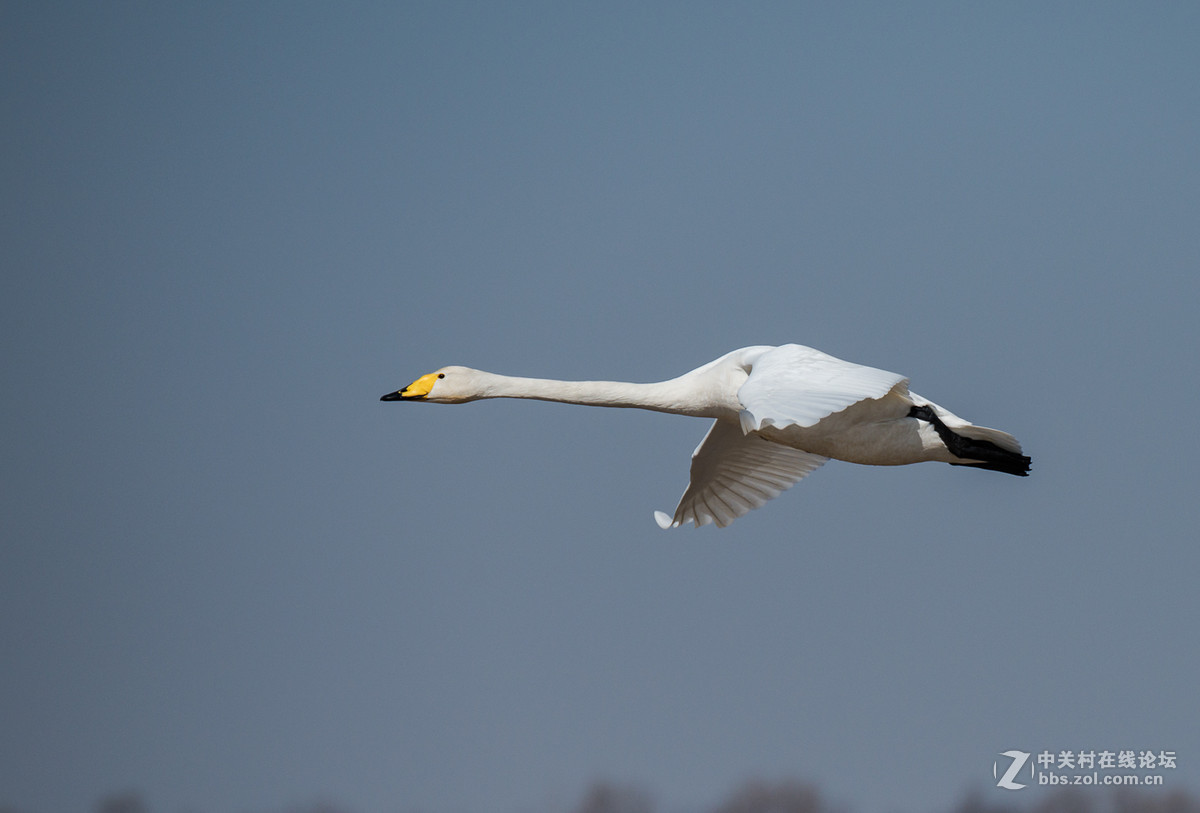 白石湿地孤傲的飞翔抓拍野生大天鹅续
