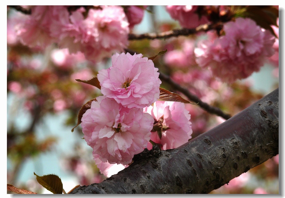 艳丽樱花一