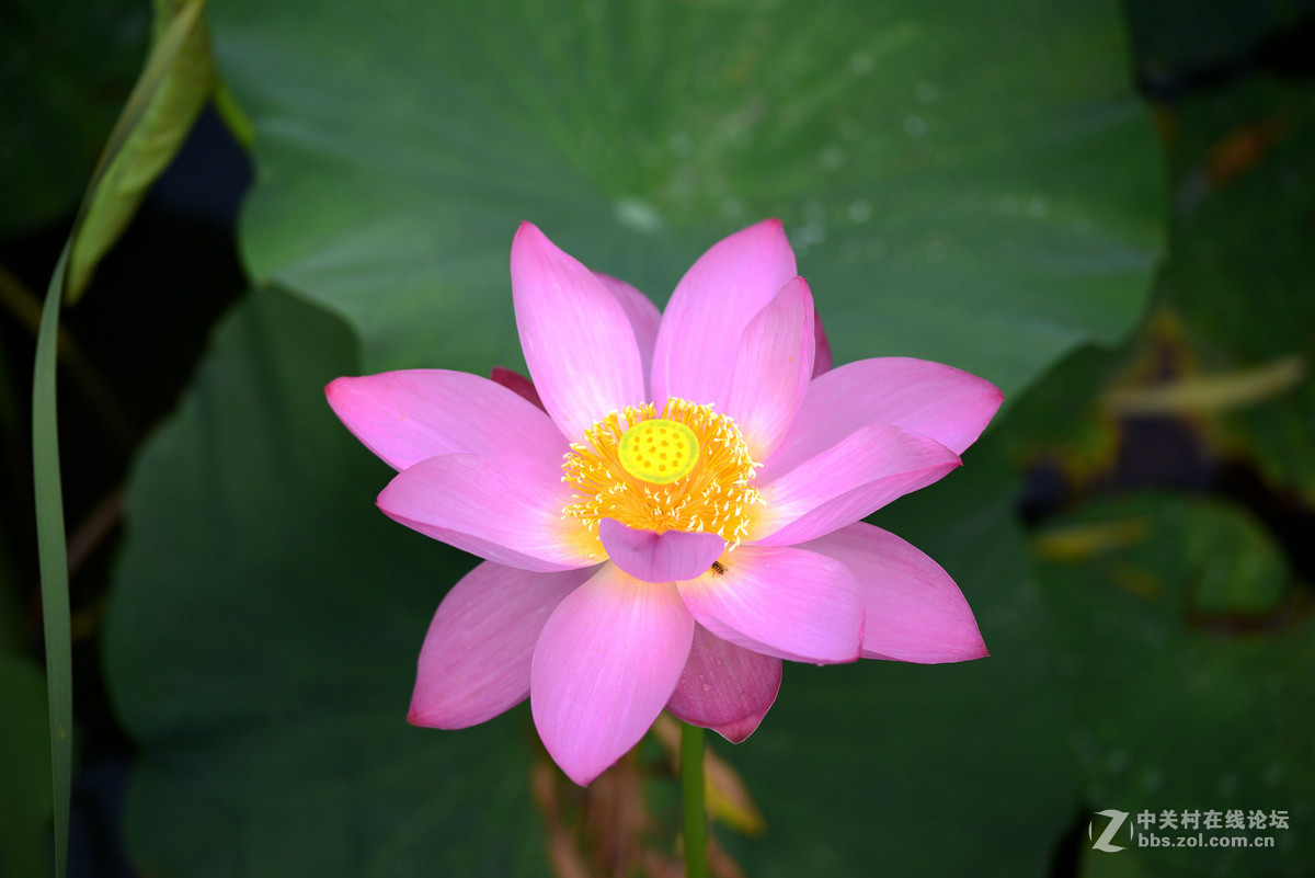 荷花