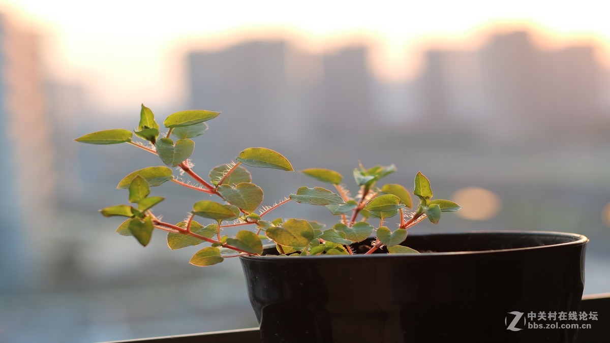 50mm 1.8 STM小痰盂，无后期处理