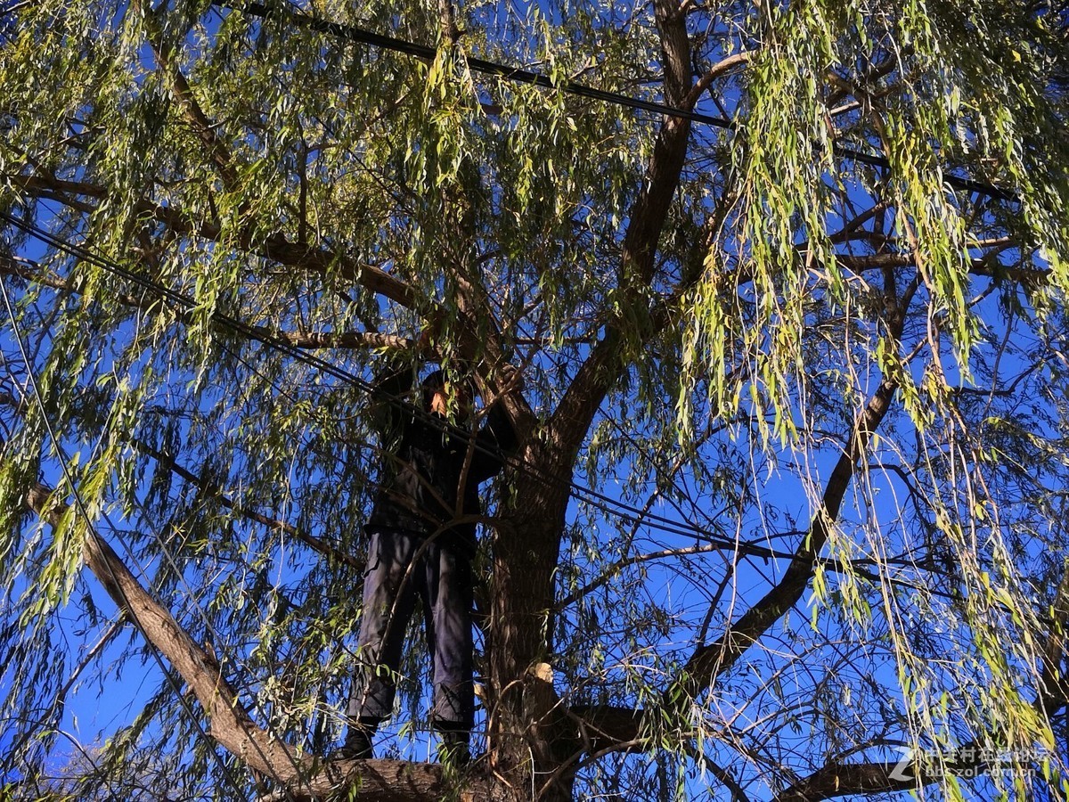 秋天给柳树修形状