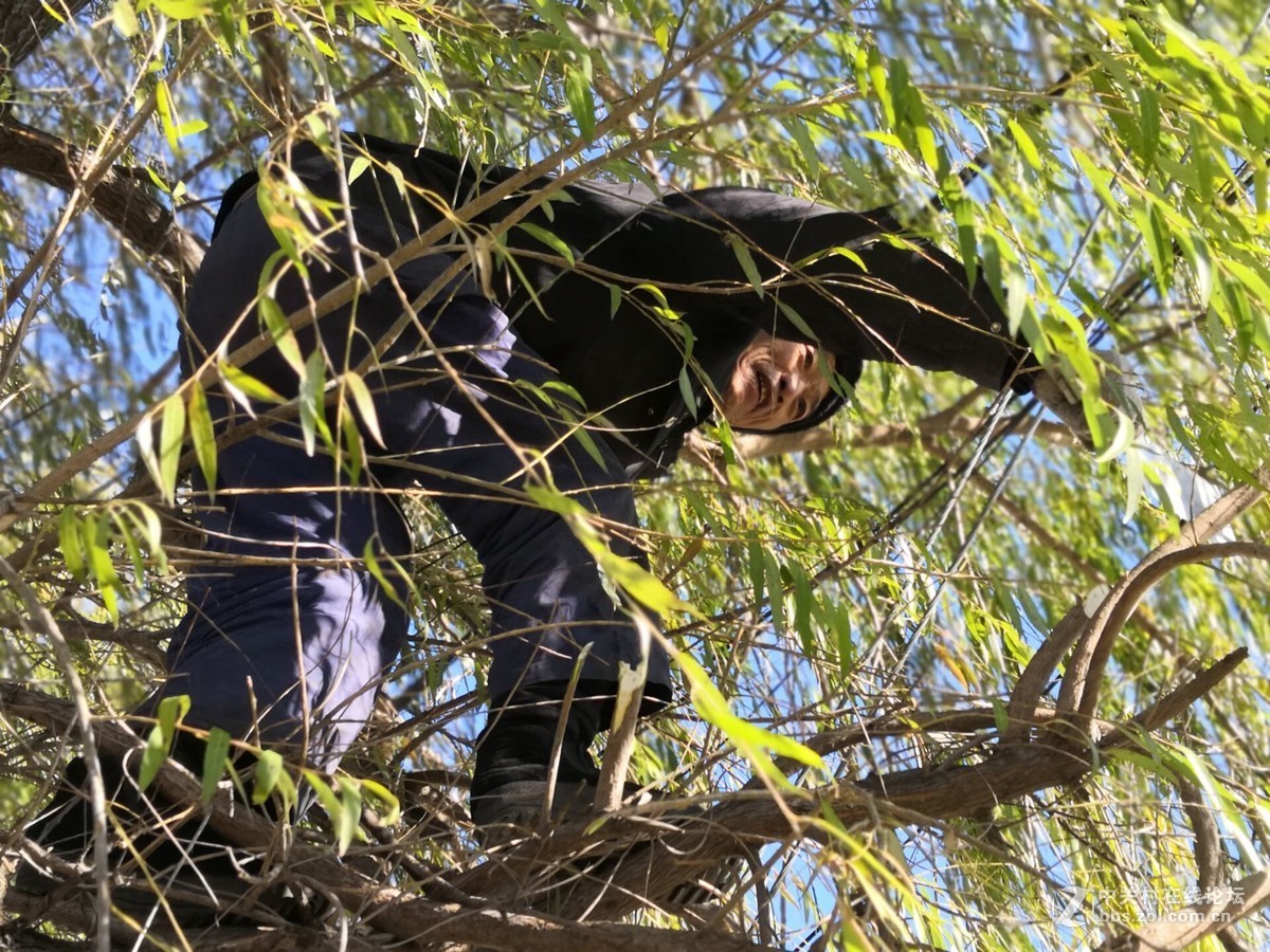 秋天给柳树修形状