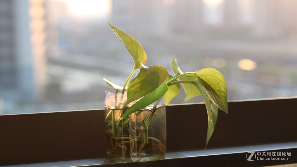 50mm 1.8 STM小痰盂，无后期处理