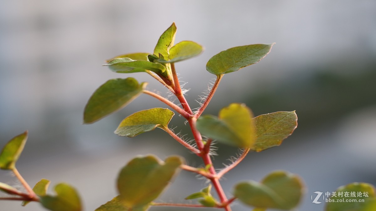 50mm 1.8 STM小痰盂，无后期处理