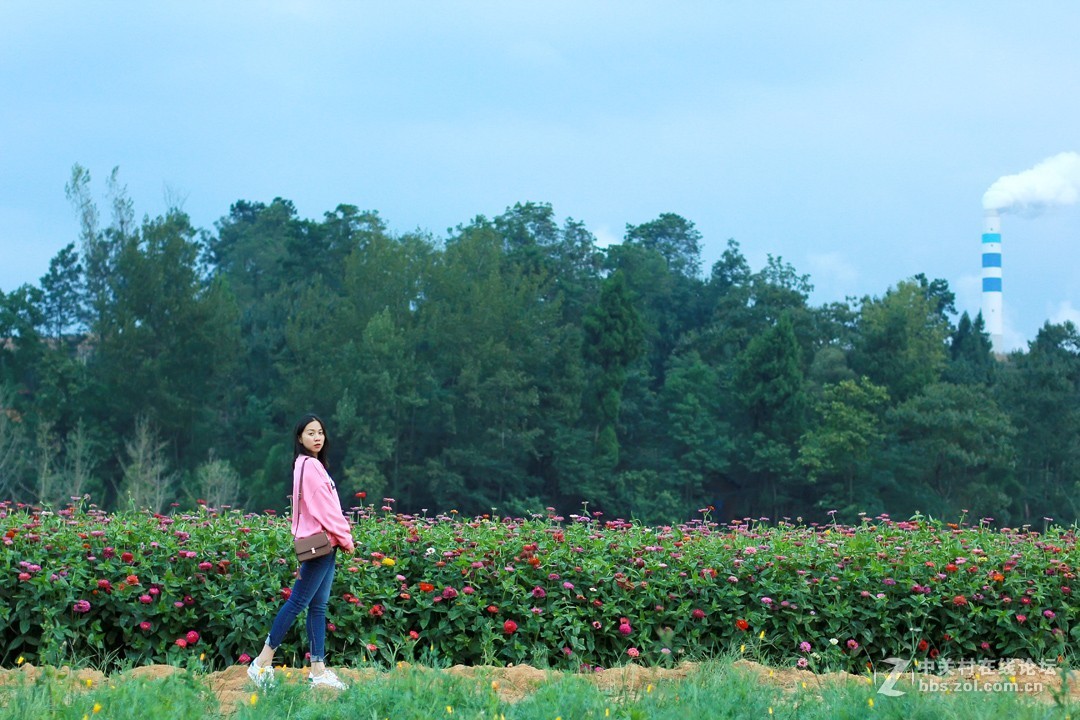 野花从中撒点盐