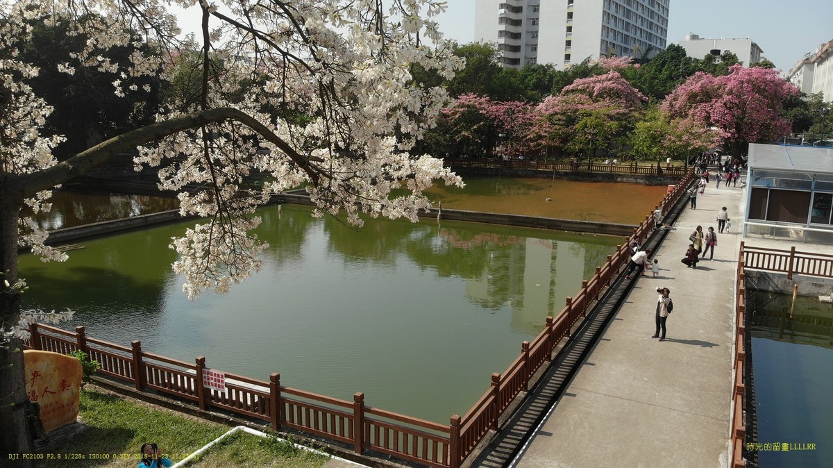 航拍华南师范大学的异木棉