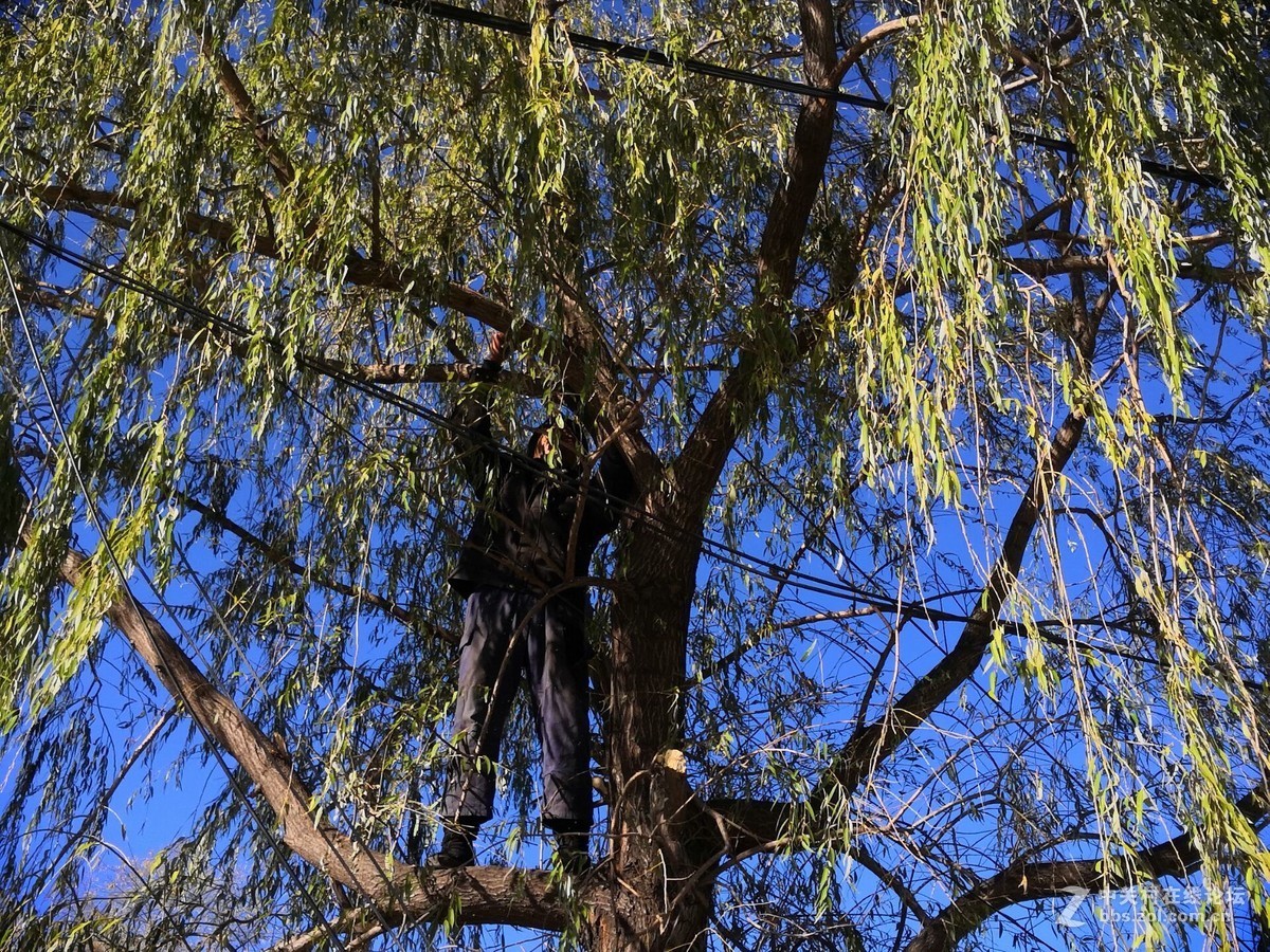 秋天给柳树修形状