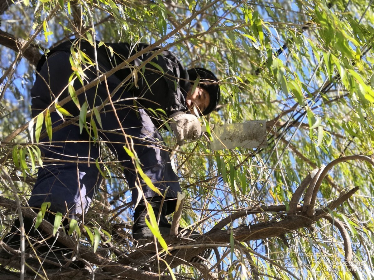 秋天给柳树修形状