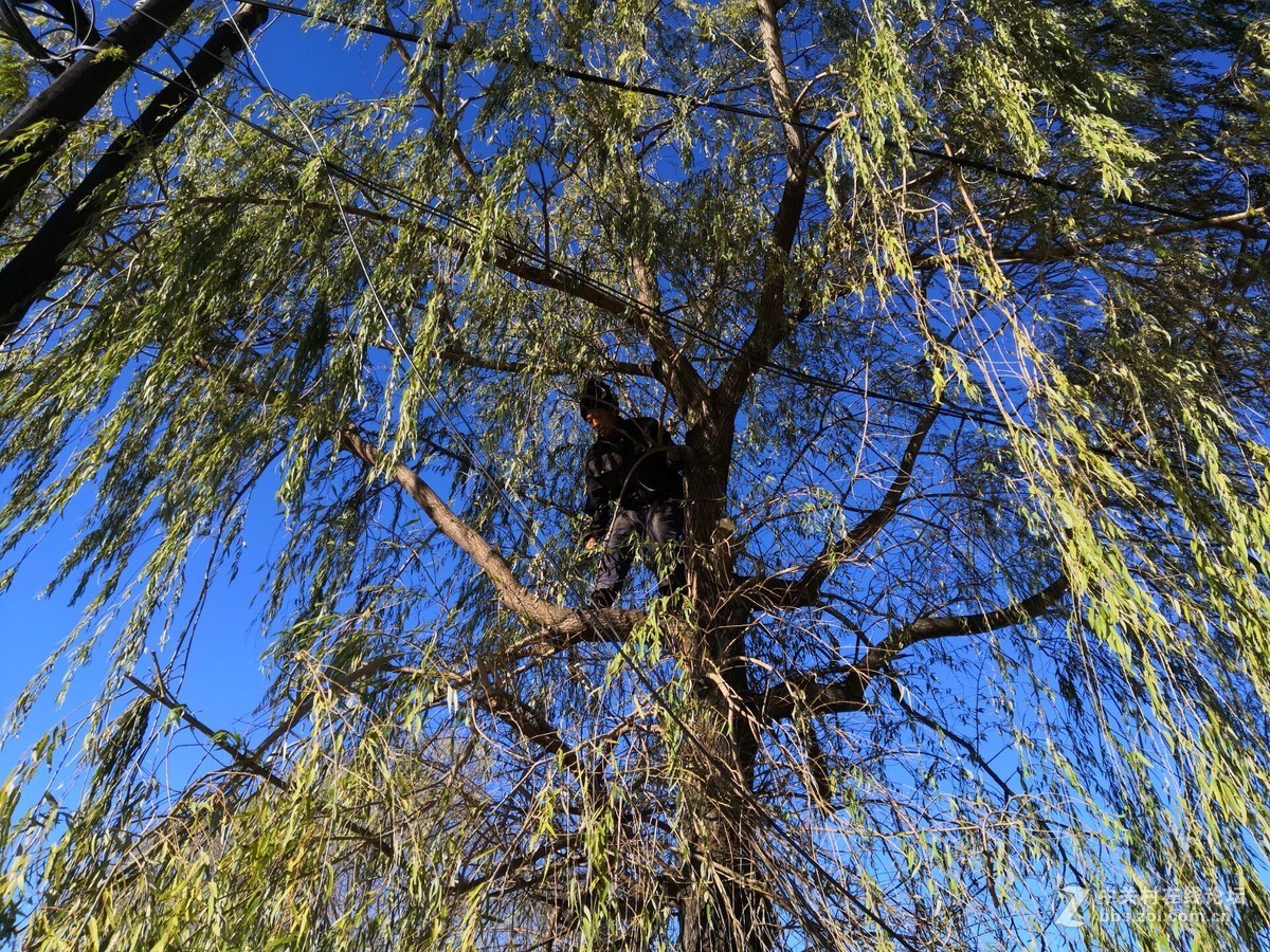 秋天给柳树修形状