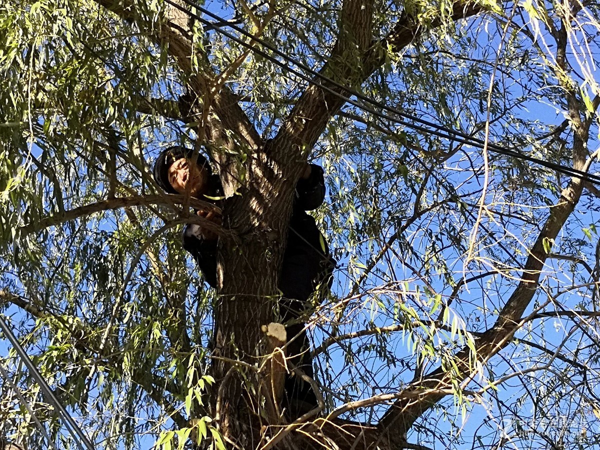 秋天给柳树修形状