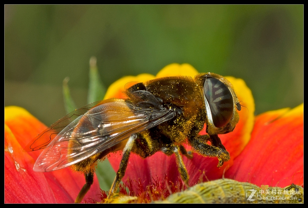 秋虫趣拍六黑蜂