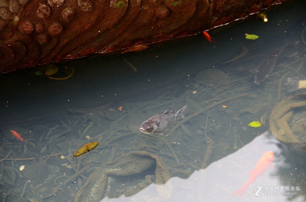 文殊院始建于隋大业年间（605-617）。康熙三十六年（1697年）集资重建庙宇，改称文殊