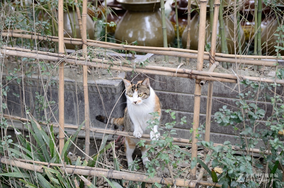 文殊院始建于隋大业年间（605-617）。康熙三十六年（1697年）集资重建庙宇，改称文殊