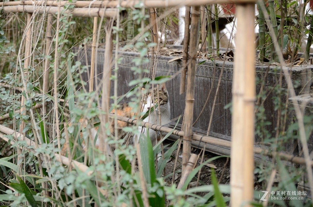 文殊院始建于隋大业年间（605-617）。康熙三十六年（1697年）集资重建庙宇，改称文殊