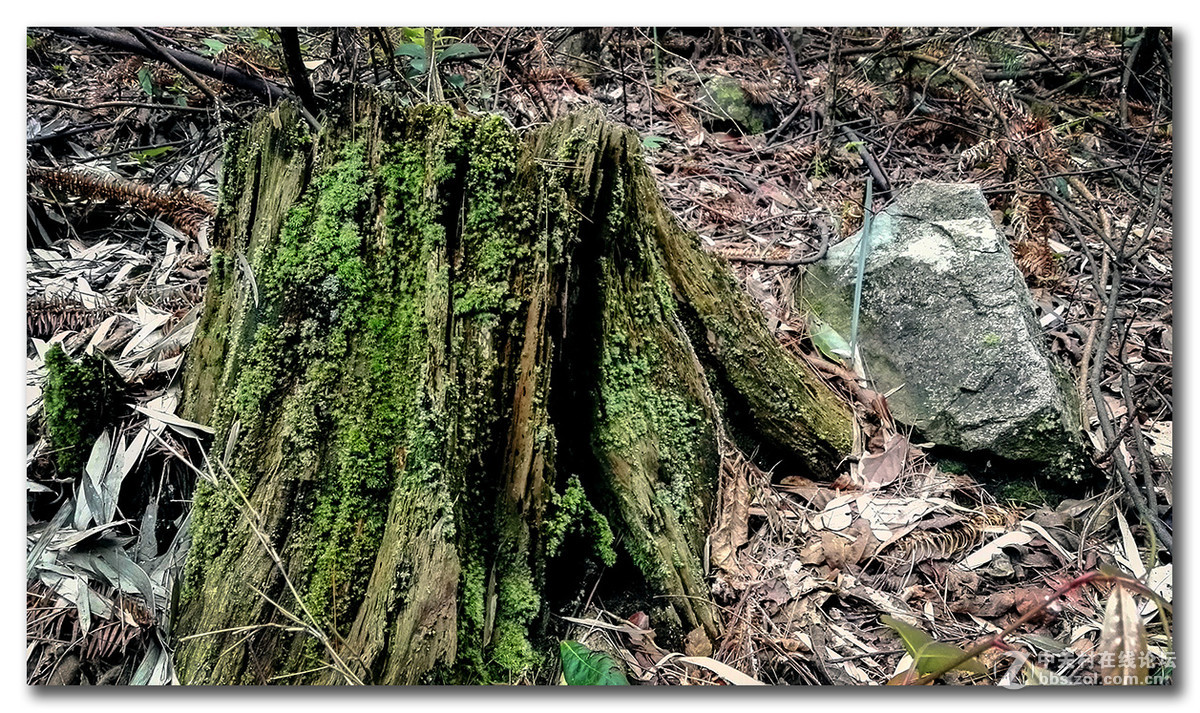 无题—手机杂拍