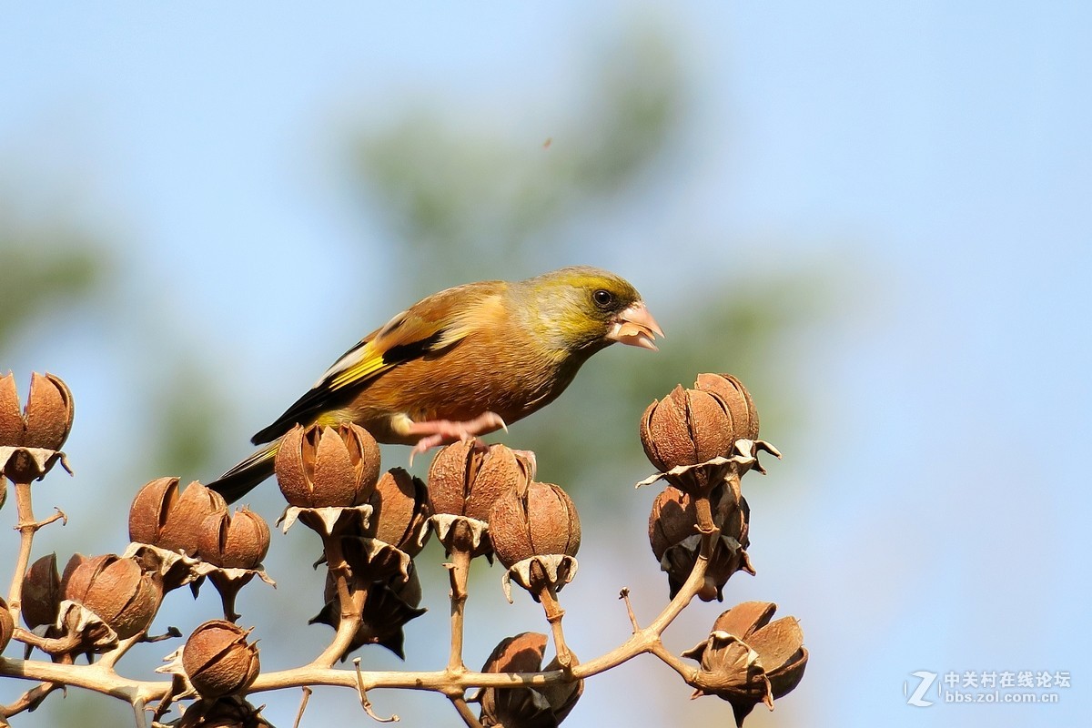 【金翅鸟】第三组（原片）