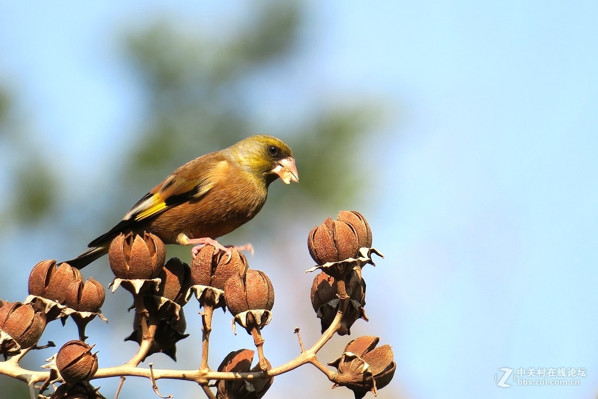【金翅鸟】第三组（原片）