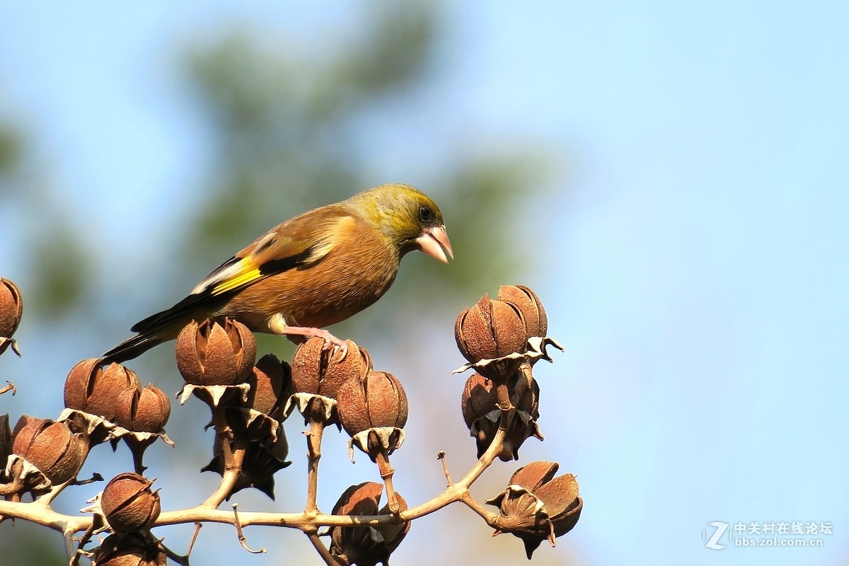 【金翅鸟】第三组（原片）