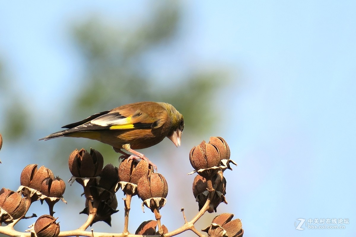 【金翅鸟】第三组（原片）