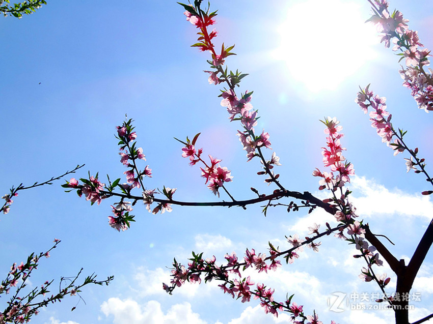 桃花（四）
