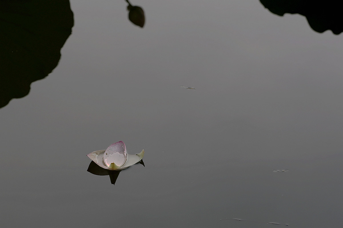 意將彩顏染池塘