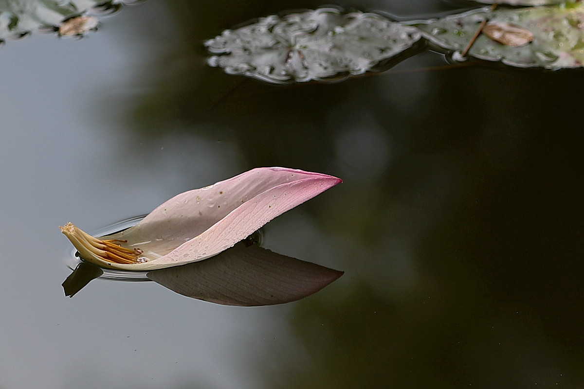 意將彩顏染池塘