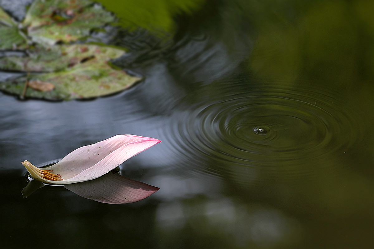 意將彩顏染池塘