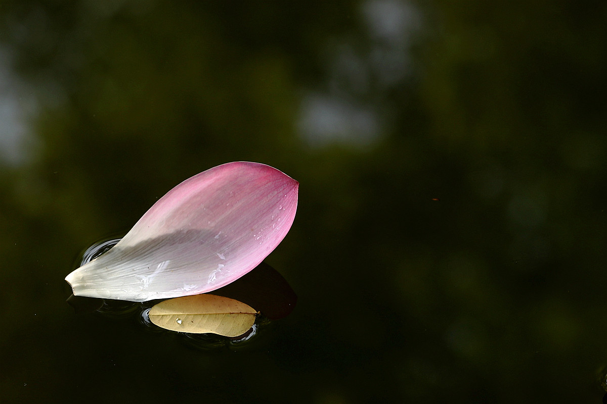 意將彩顏染池塘