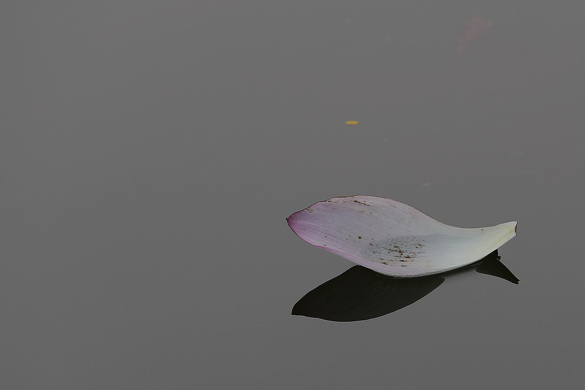 意將彩顏染池塘