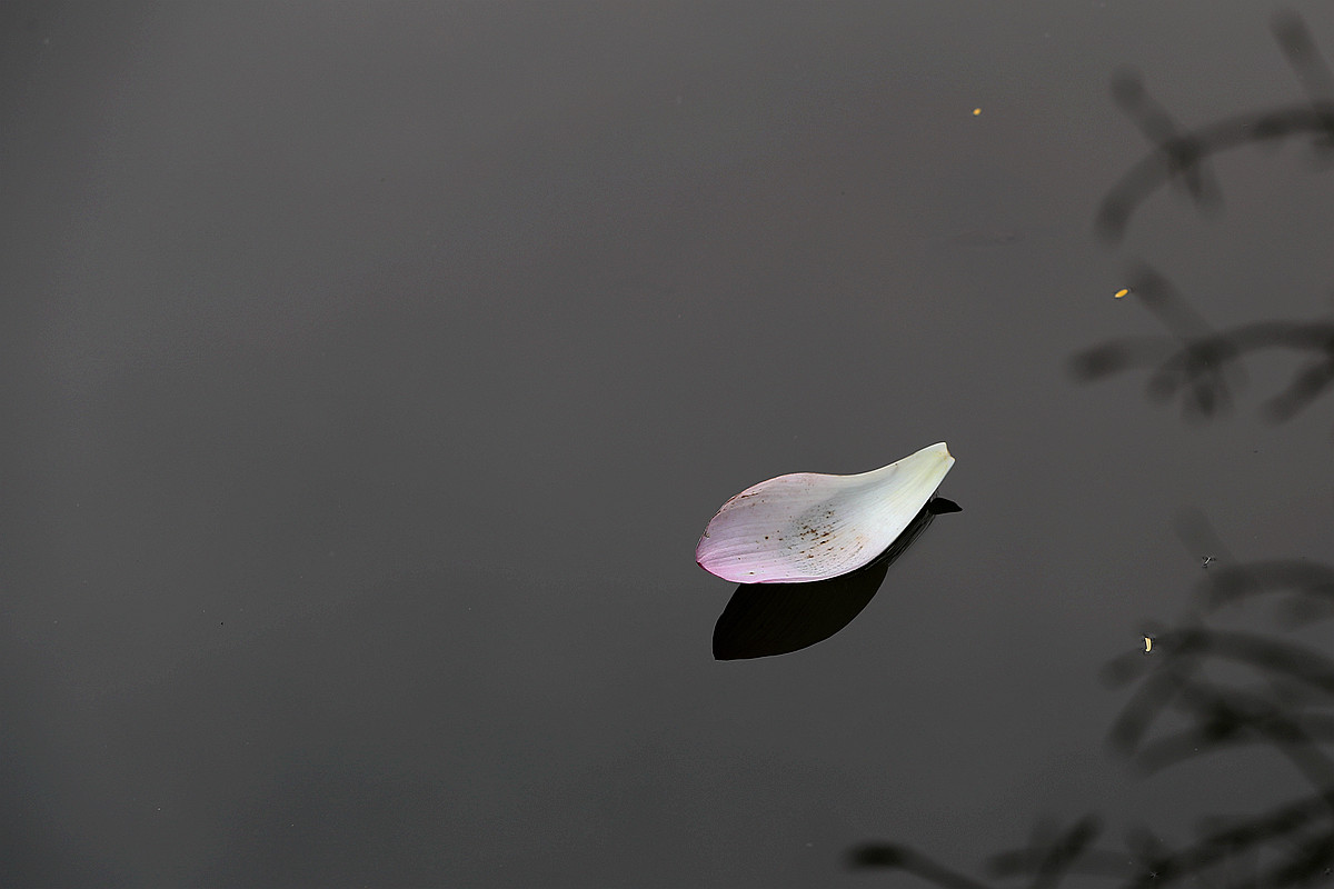 意將彩顏染池塘